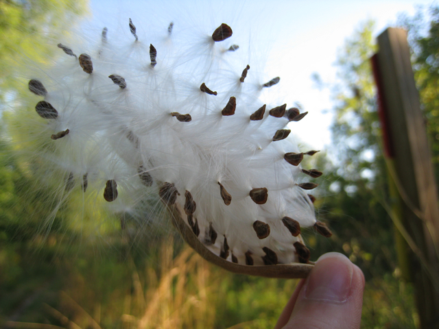 Bursting A. tuberosa pod