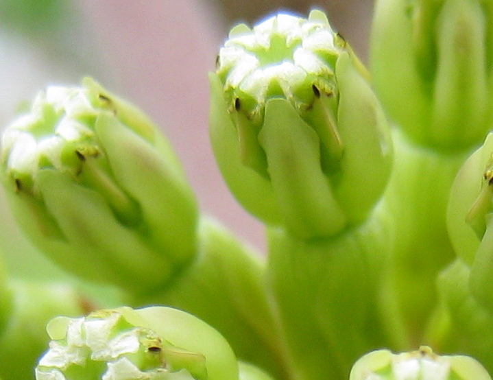 A. viridiflora with intact pollinia