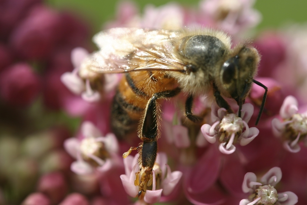 Honey bee on Asclepias incarnata