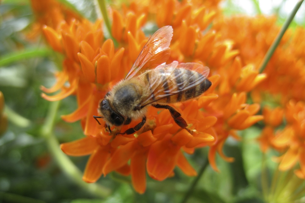 Honey bee on Asclepias tuberosa