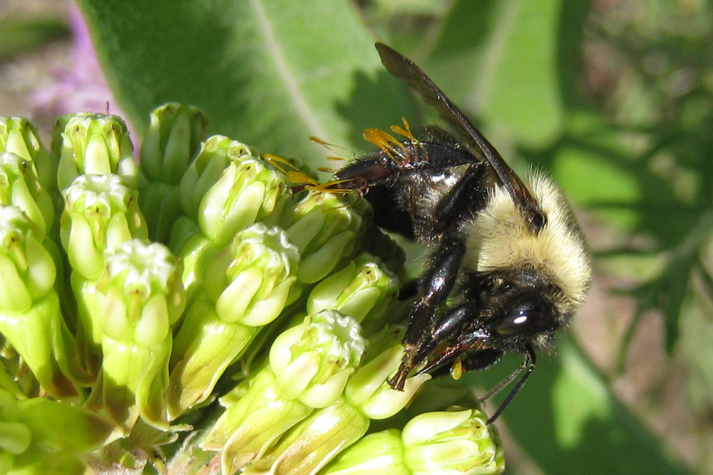 Bumble bee on A. viridiflora