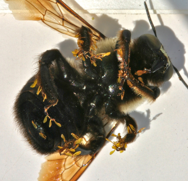 Chilled bumble bee with pollinia from A. incarnata