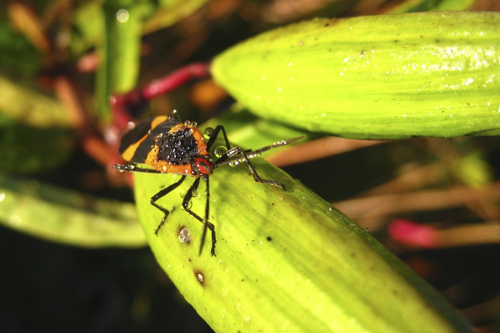 Oncopeltus fasciatus (large milkweed bug) with dew droplets on an Asclepias incarnata pod.