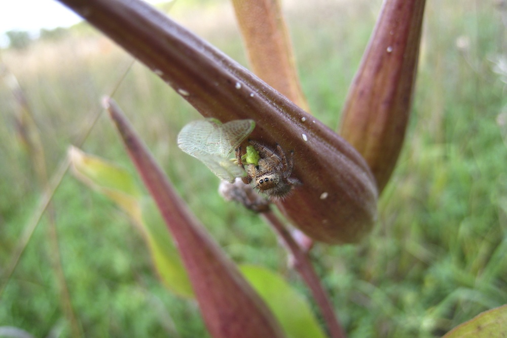 Jumping spider with its meal on an Asclepias viridiflora pod