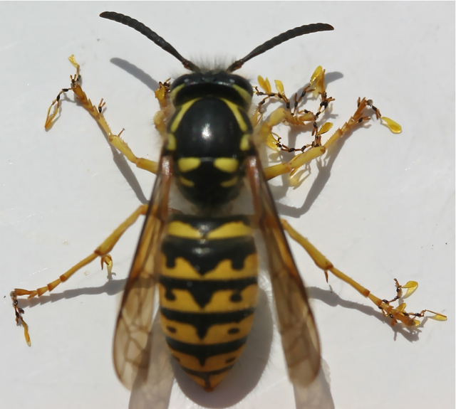 Chilled wasp with pollinia from A. incarnata